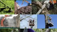 Фото компанії Компанія "Master Garden"