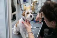 Фото компанії Charlie and Woof