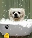 Фото компанії Amur Pet spa