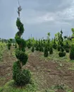 Фото компанії Розсадник Цішковський
