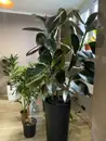 Фото компанії Nova Flora