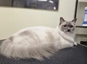 Фото компанії Magic cats