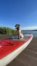 Фото компанії Прокат sup бордів Capybara