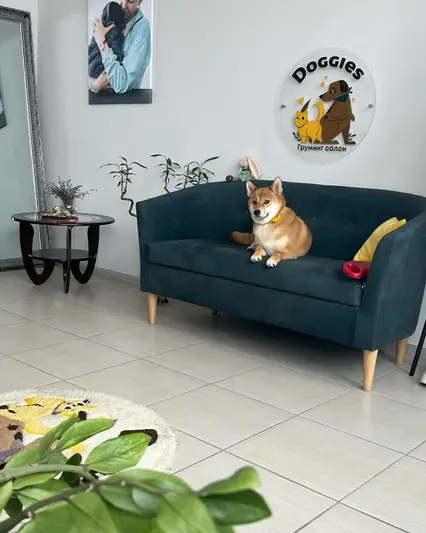Фото компанії Грумінг салон "Doggies"
