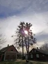 Фото компанії Професійне зрізання дерев