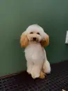 Фото компанії Grooming room