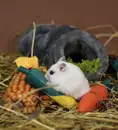 Фото компанії ZOOмагазин