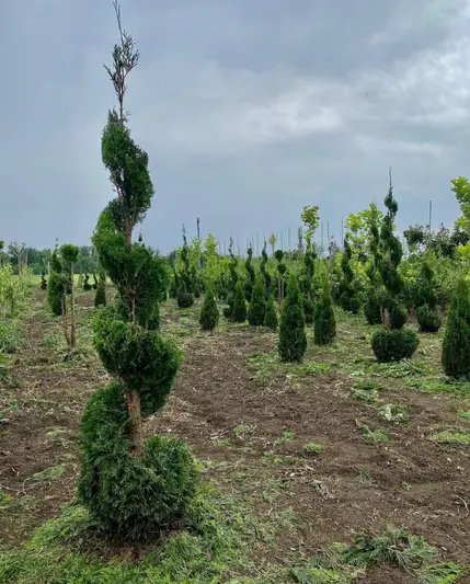 Фото компанії Розсадник Цішковський