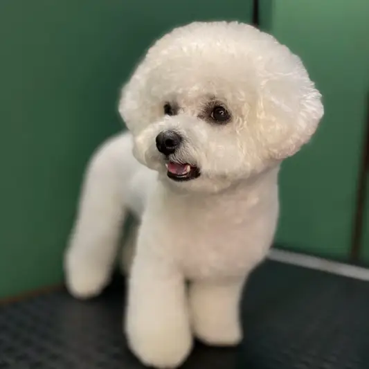 Фото компанії Grooming room