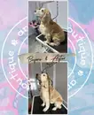 Фото компанії Animalboutique_lviv