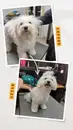Фото компанії Грумінг салон "Best Friends"