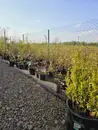 Фото компанії Магазин "Дім Сад Город"