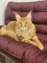 Фото компанії Pets Svit