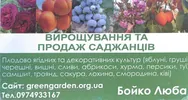 Фото компанії Саджанці від Люби Бойко "Зелений сад"