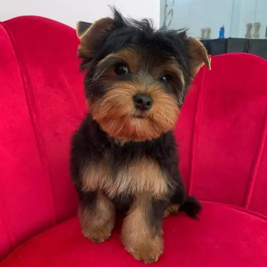 Фото компанії Mr Snoopy Grooming