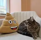 Фото компанії Magic cats