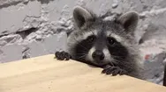 Фото компанії Wild and Mimimi