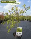 Фото компанії Садовий центр "EuroСад"