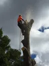 Фото компанії Послуга арбориста