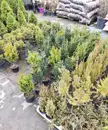 Фото компанії Світ рослин