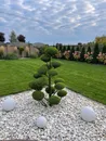 Фото компанії Green Garden