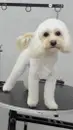 Фото компанії Kilua grooming