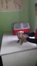 Фото компанії Клініка для тварин "Ветіко"