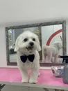 Фото компанії A&M PET GOODS
