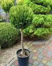 Фото компанії Green Decor