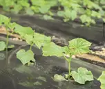 Фото компанії Компанія "Сад Город"