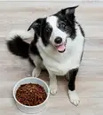 Фото компанії Ветеринарна клініка "Mr.Vet"