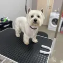 Фото компанії Grooming dog