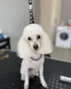 Фото компанії Grooming dog