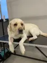 Фото компанії Pets Svit