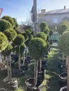 Фото компанії Вирощування і продаж туй