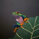 Фото компанії Frog and Grog