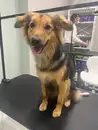 Фото компанії Paws&Claws