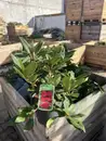 Фото компанії Садовий центр "Barvinok Plants"