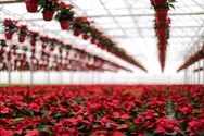 Фото компанії Садовий центр "Lemberg Flowers"