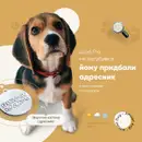 Фото компанії Amulet DOG