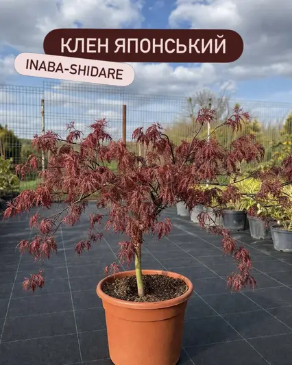 Фото компанії Садовий центр "EuroСад"
