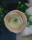 Фото компанії Hmil Flowers