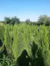 Фото компанії Вирощування і продаж туй