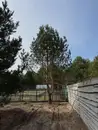 Фото компанії Green Life Trees