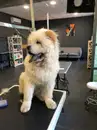 Фото компанії Грумінг салон "It's Grooming Time!"