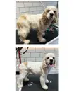Фото компанії Грумінг салон "Pet Joy"