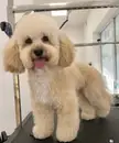Фото компанії Jack_and_jenny_grooming