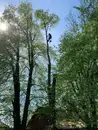 Фото компанії Woodmanservice