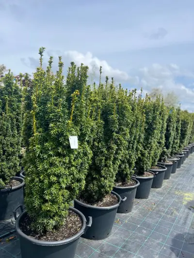 Фото компанії Декоративні рослини