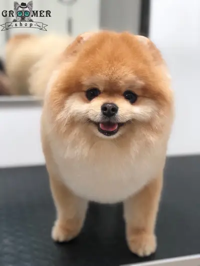 Фото компанії Groomer shop